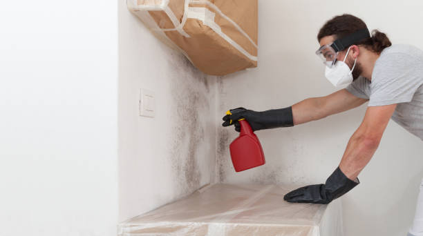 Professional Black Mold Removal technician working in Randolph, MN